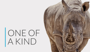 Rhino One of a Kind