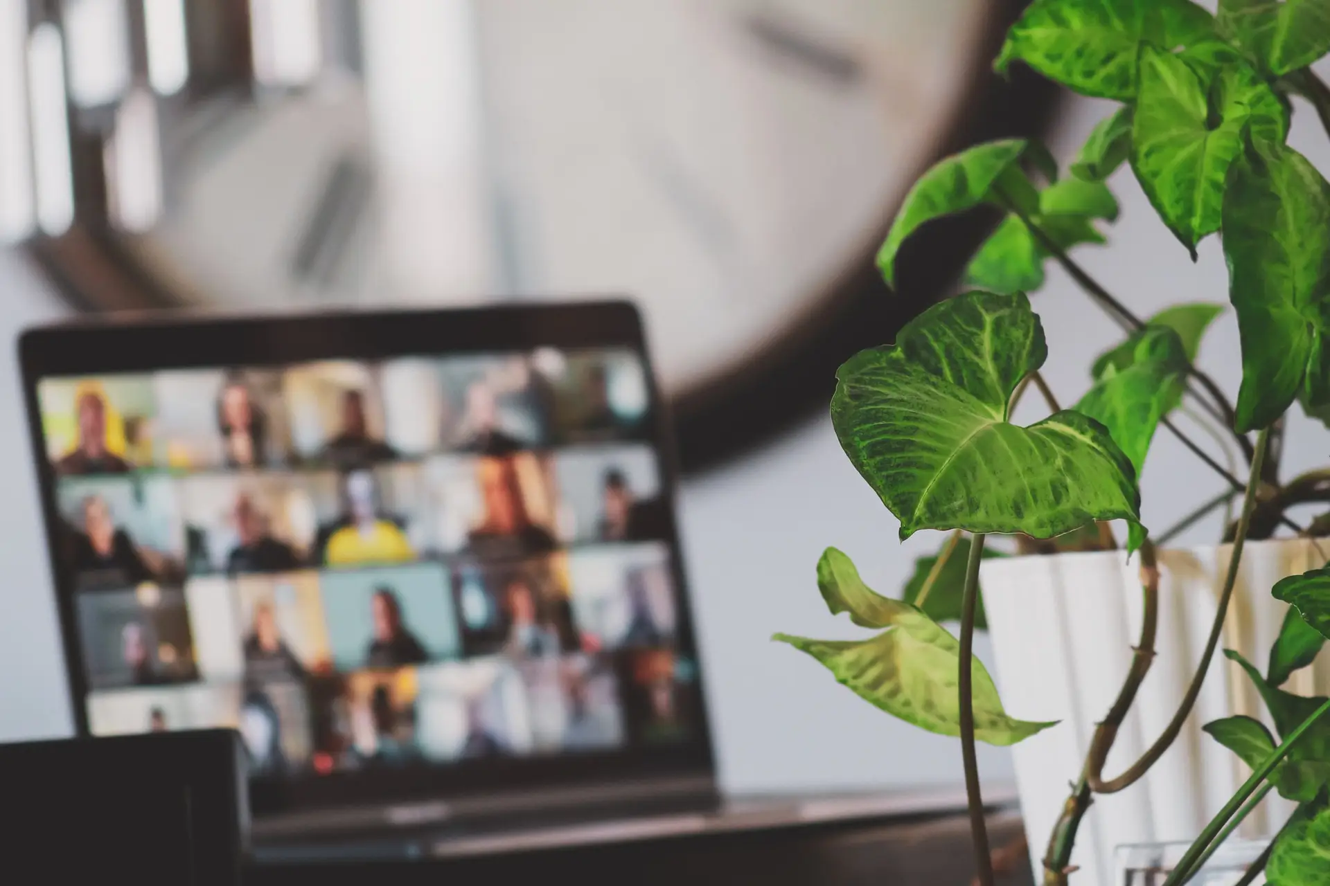 Blurred out video call screen with leafy plant in the foreground